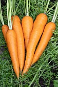 CARROT VOLCANO F1