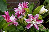 LILIUM KANDANGO