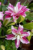 LILIUM KANDANGO