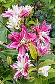 LILIUM KANDANGO
