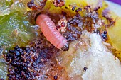 PLUM MAGGOT