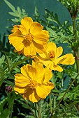 COSMOS SULPHUREA ORANGE CRAZY