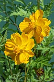 COSMOS SULPHUREA ORANGE CRAZY