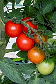TOMATO COCKTAIL CRUSH