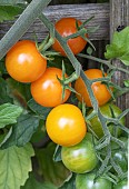 TOMATO SUNGOLD