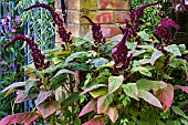AMARANTHUS ELEPHANTS TRUNK