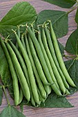 DWARF BEAN RONDO