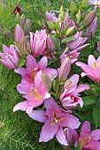 LILIUM BELVEDERE