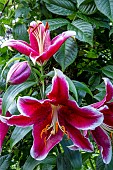 LILIUM KING SOLOMON