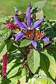 PEACOCK BUTTERFLY
