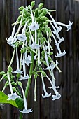 NICOTIANA SYLVESTRIS