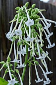 NICOTIANA SYLVESTRIS