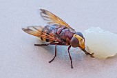 HOVER FLY