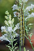 CATERPILLER ON LINARIA
