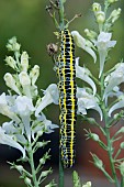 CATERPILLER ON LINARIA