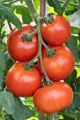 TOMATO ST PIERRE