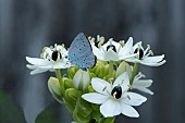 COMMON BLUE BUTTERFLY