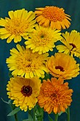 CALENDULA PRINCESS MIXED