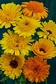CALENDULA PRINCESS MIXED