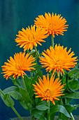 CALENDULA NEEDLES AND PINS