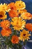 CALENDULA MIXED