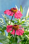 HELENIUM AUTUMNALIS HAYDAY SERIES RED