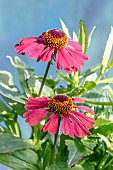 HELENIUM AUTUMNALIS HAYDAY SERIES RED