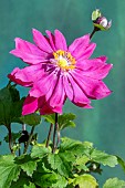 ANEMONE JAPONICA BRESSINGHAM GLOW