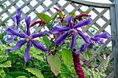 CLEMATIS SIZAIA PTITSA