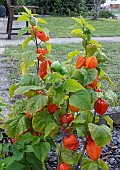 PHYSALIS ALKEKENGI VAR. FRANCHETII