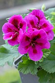 PELARGONIUM CANDY FLOWERS VIOLET (REGAL)