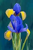 IRIS  THE SPRUCE