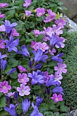 ALPINE CAMPANULA & ERODIUM