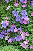 ALPINE CAMPANULA AND ERODIUM