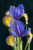 IRIS  THE SPRUCE