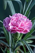 DIANTHUS BABY DORIS