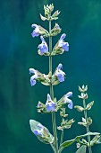 SALVIA OFFICINALIS NAZARETH