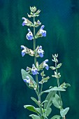 SALVIA OFFICINALIS NAZARETH