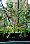 DISEASE ON TOMATOES - FUSARIUM WILT