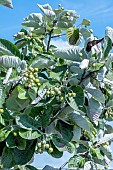 SORBUS MITCHELLII
