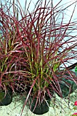 PENNISETUM SETACEUM FIREWORKS