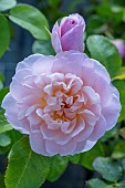 ROSA ELIZABETH