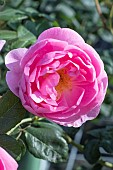 ROSA SKYLARK