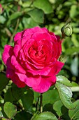 ROSA SIR JOHN BETJEMAN