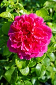 ROSA PRINCESS ANNE