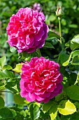 ROSA PRINCESS ANNE