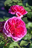 ROSA GABRIEL OAK