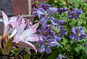 CLEMATIS PRINCE CHARLES AND AMARYLLIS BELLADONNA