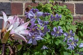 CLEMATIS PRINCE CHARLES AND AMARYLLIS BELLADONNA