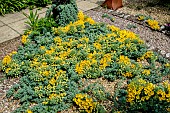 TROPAEOLUM POLYPHYLLUM